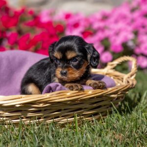tan and black cavalier king charles spaniel puppies for sale