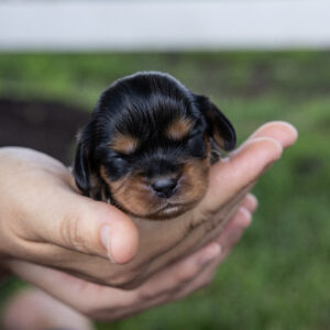 tan and black cavalier king charles spaniel puppies near me