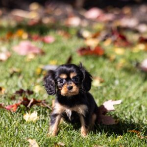 tan and black cavalier king charles spaniel puppy