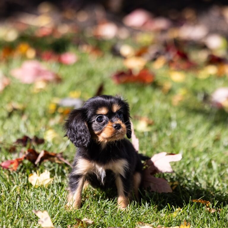 tan and black cavalier king charles spaniels