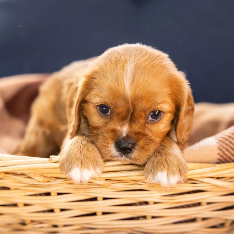 blenheim cavalier king charles spaniel lancaster pa for sale
