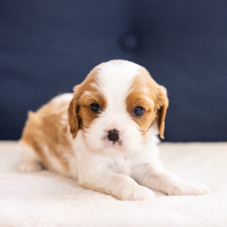 blenheim cavalier lancaster pa puppies