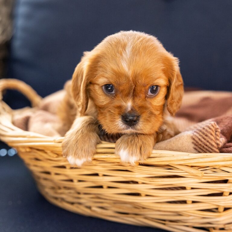 blenheim cavalier spaniel lancaster pa