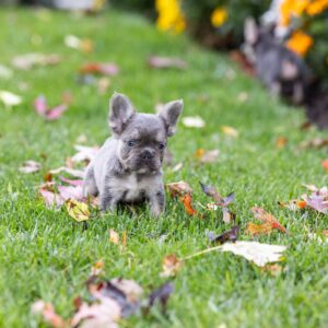 blue fluffy frenchies