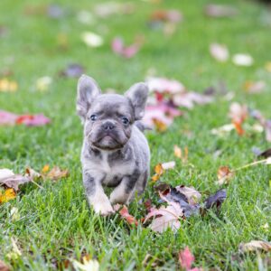 blue fluffy frenchies for sale