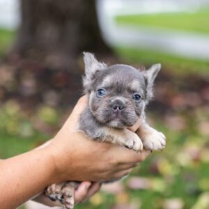 blue fluffy frenchies for sale near me