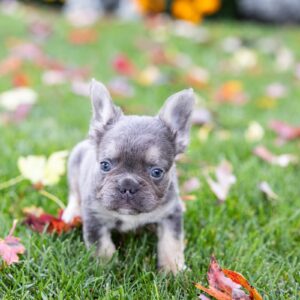 blue fluffy frenchies in pa