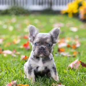 blue fluffy frenchies lancaster pa