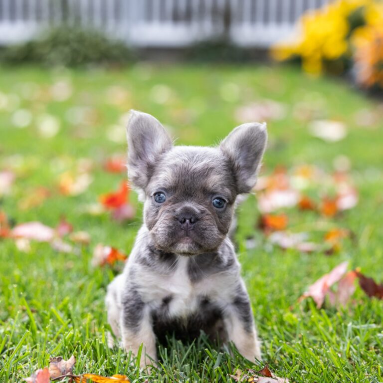 blue fluffy frenchies lancaster pa