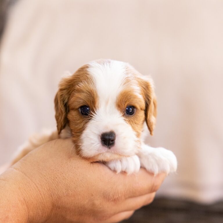 cavalier blenheim pa