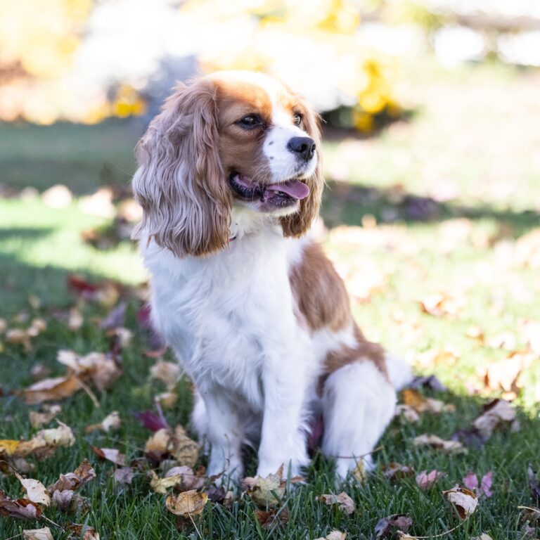 king charles cavalier dog for sale