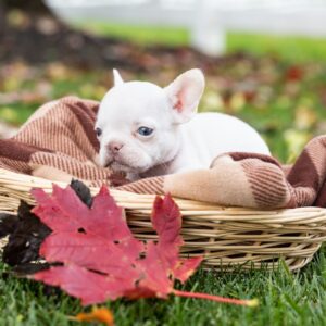 platinum frenchie