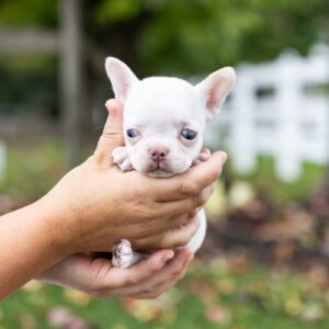 platinum frenchie breeder