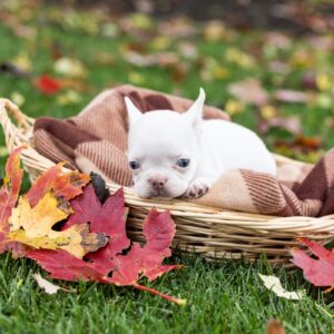 platinum frenchie for sale