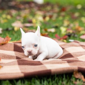 platinum frenchie near me