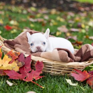 platinum frenchies