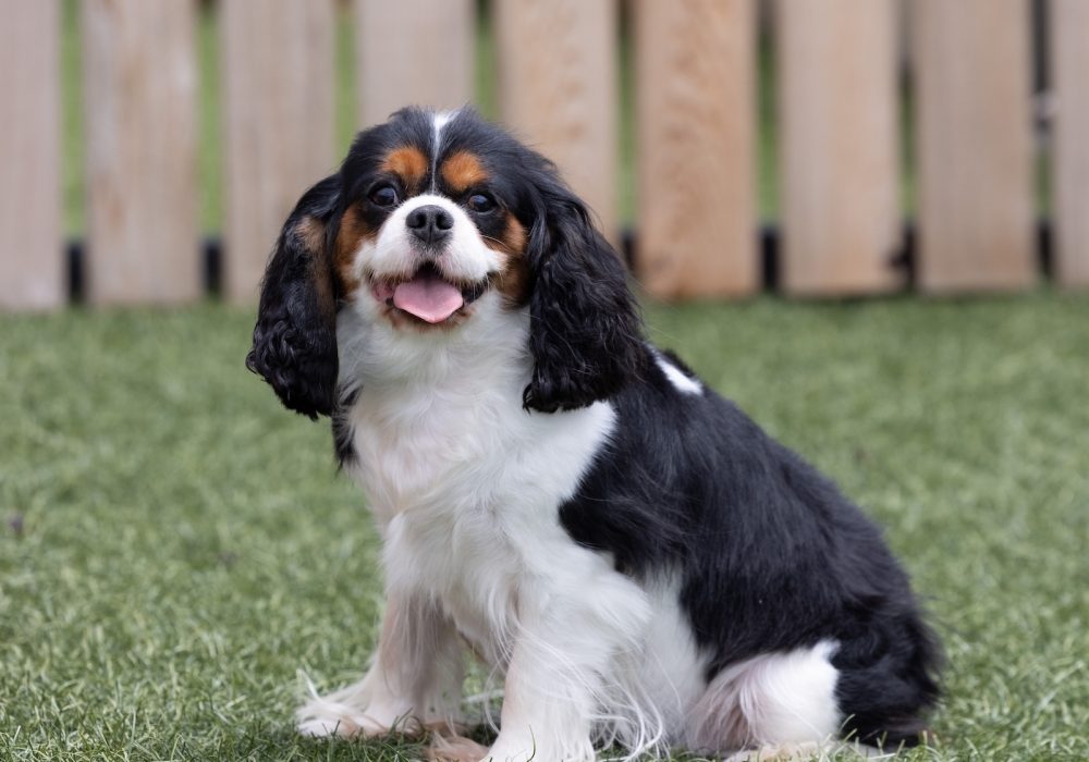 adult cavalier Angie Grace