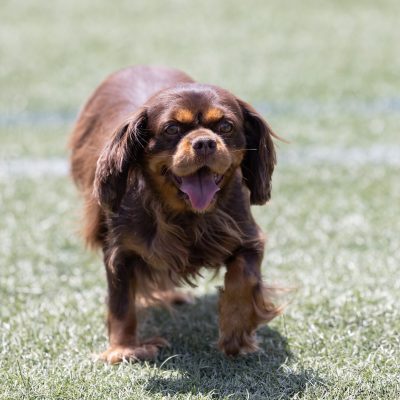 adult cavalier Candy