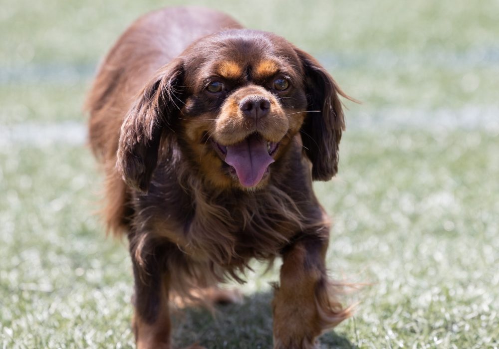 adult cavalier Candy