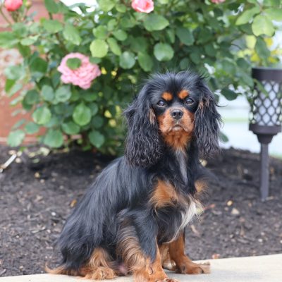 Cavalier Adult Hazel