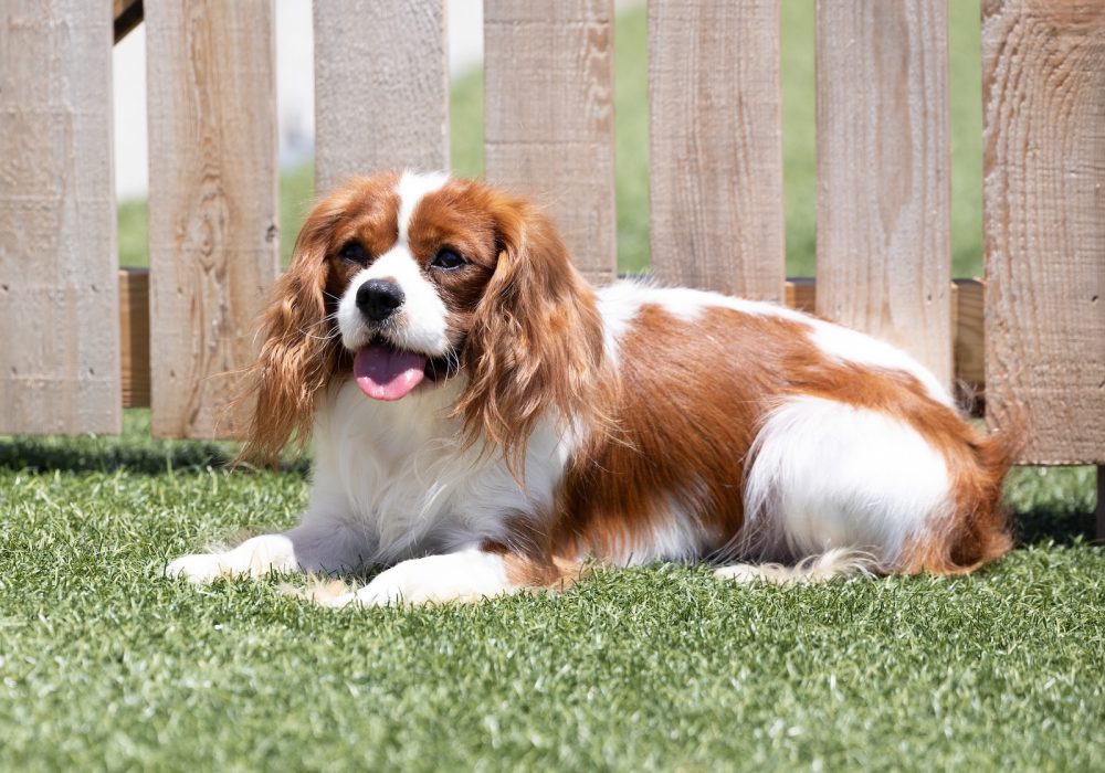 adult cavalier Ferris
