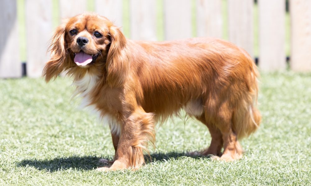 adult cavalier Fireball