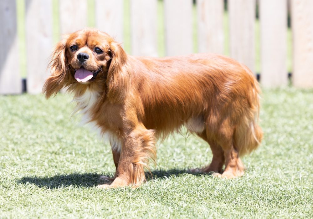 adult cavalier Fireball