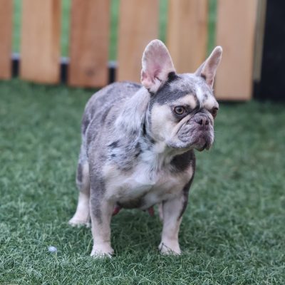Frenchie Adult Ashley