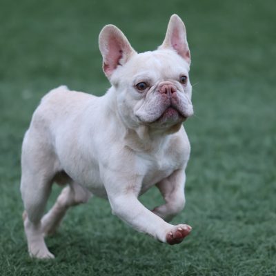 Frenchie Adult Cash