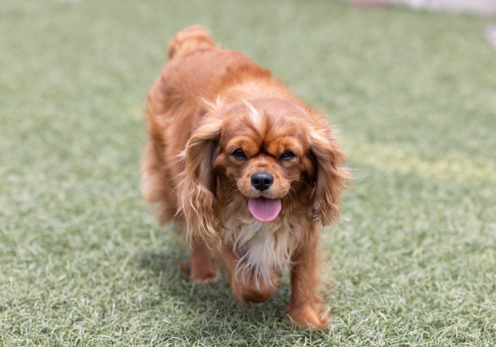 adult cavalier Haley