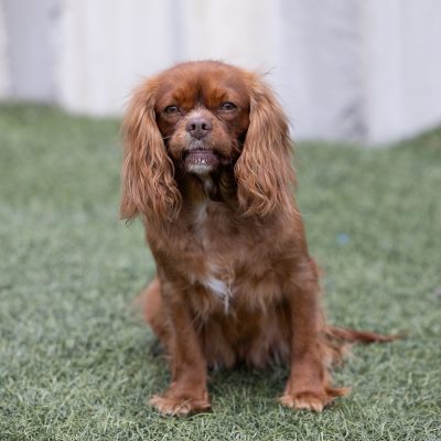 adult cavalier Heidi