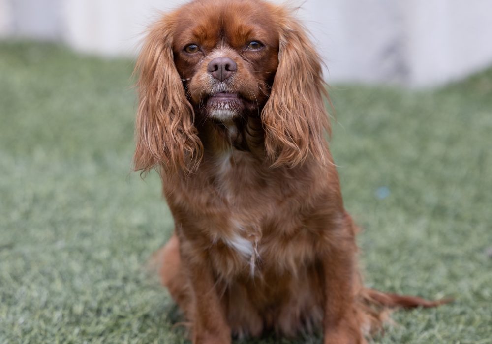 adult cavalier Heidi
