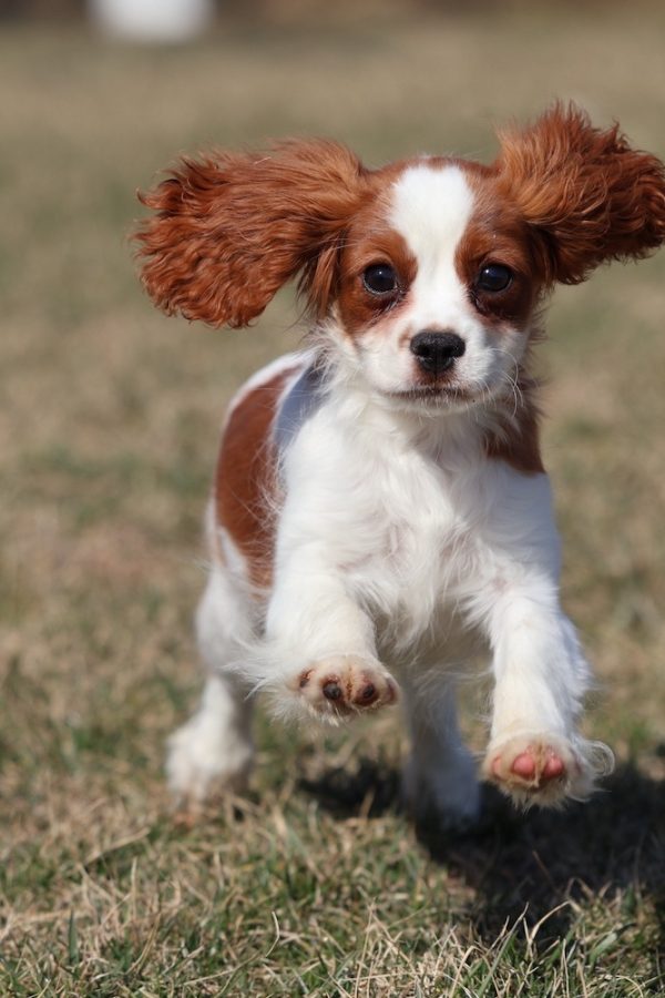 Blenheim Cavalier