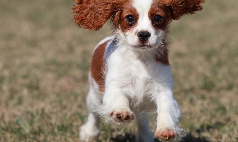 Blenheim Cavalier