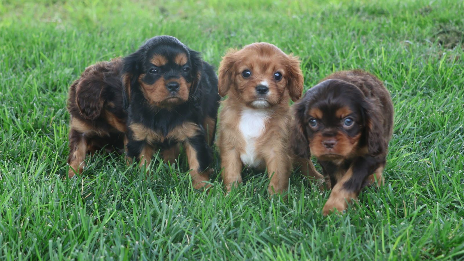 group of cavalier puppies
