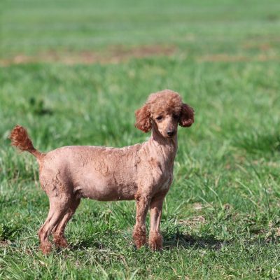 Smartie Toy poodle Mom