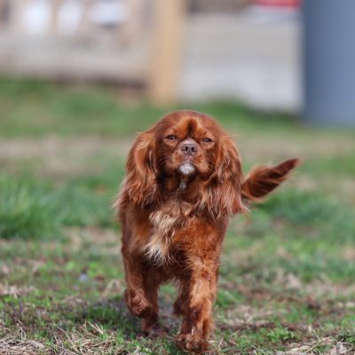 cavalier Mom Heidi