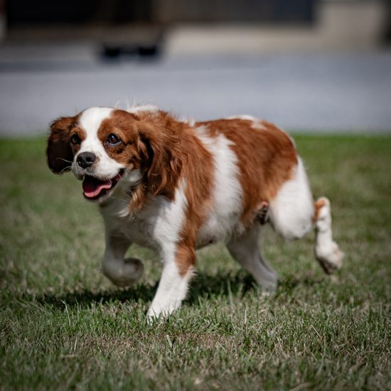 adult cavalier janet
