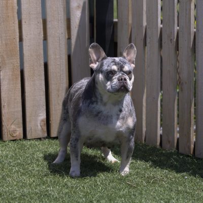 Melody.mom.frenchie