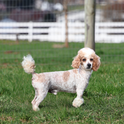Skippy Final adult toy poodle