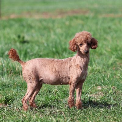 adult toy poodle smartie