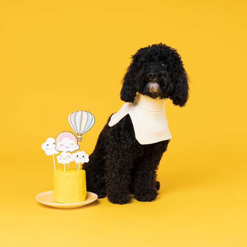 toy poodle colors Black