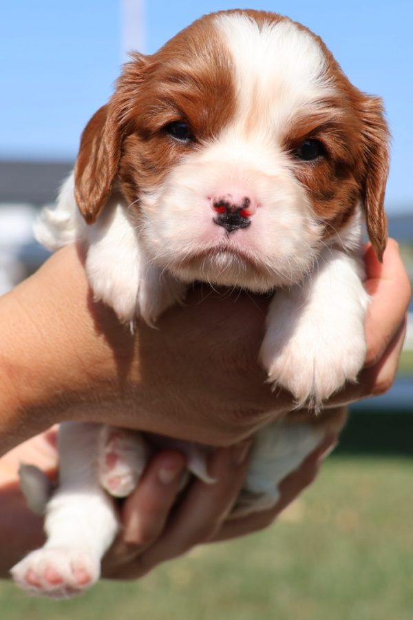 blenheim cavalier king charles