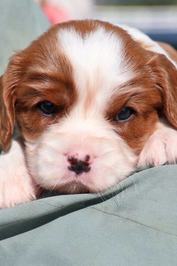 blenheim cavalier spaniel