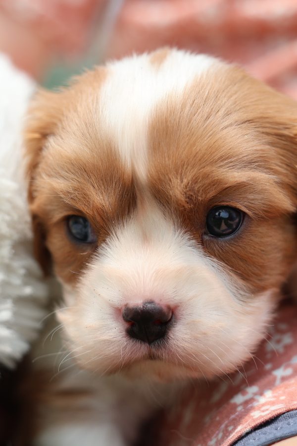 blenheim king charles cavalier puppies for sale