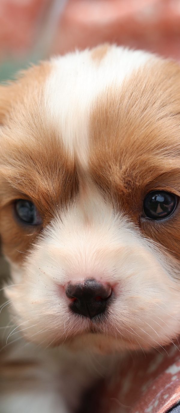 blenheim king charles cavalier puppies for sale blenheim king charles cavalier puppies for sale