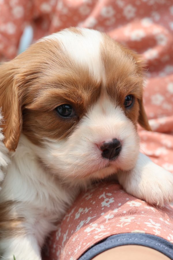 blenheim king charles cavalier puppies