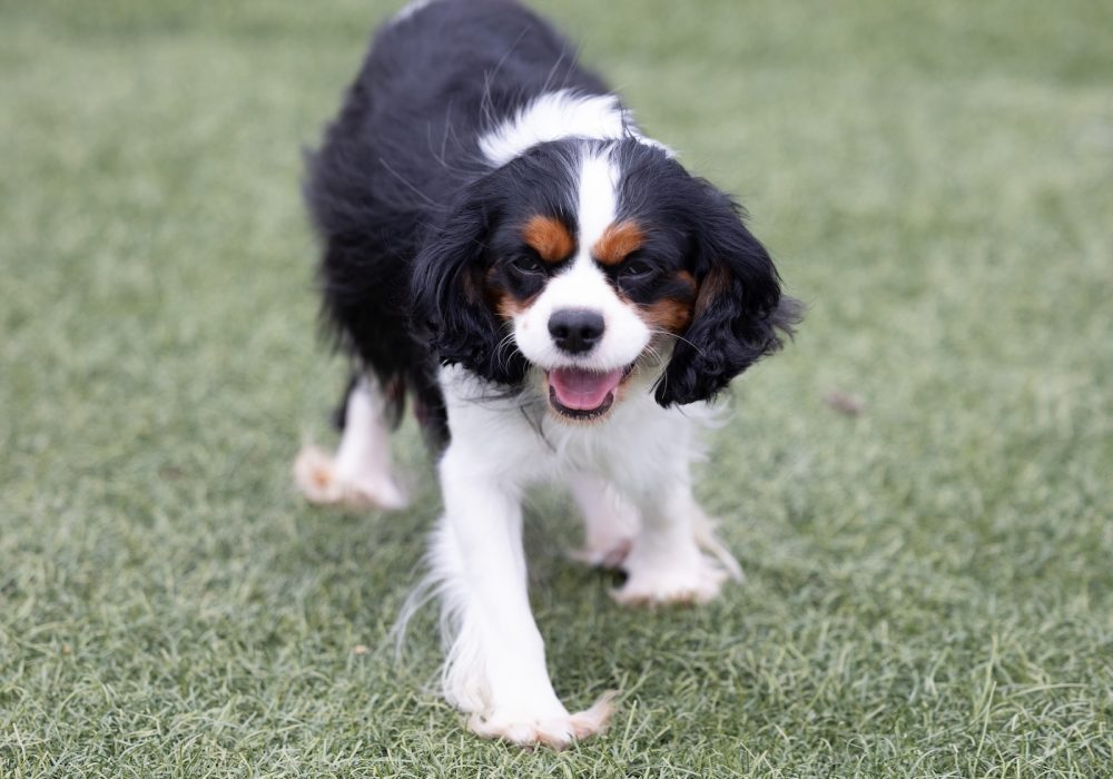 carmalita adult cavalier