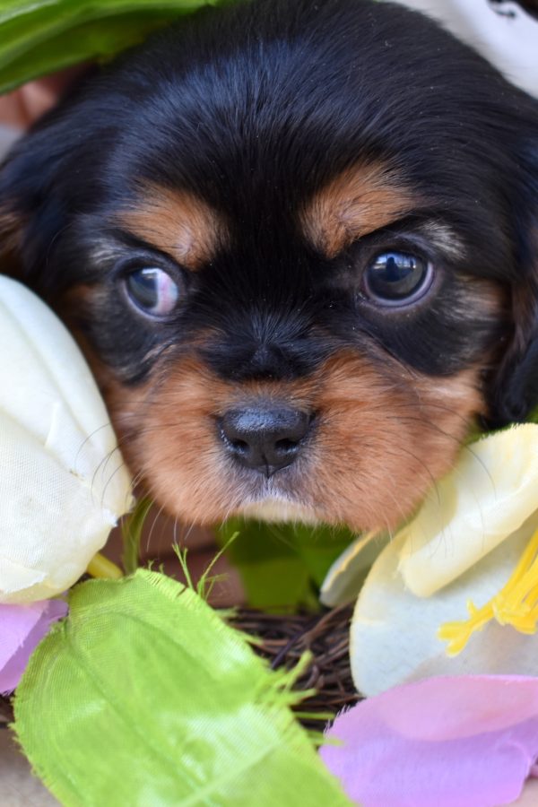 cavalier black and tan