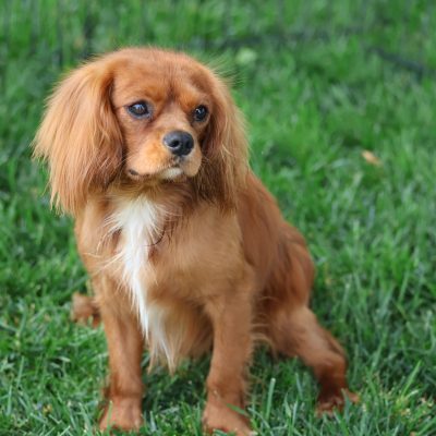 cavalier Adult dog Fireball